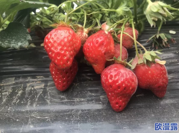 草莓污网站，内容丰富多样，但有些资源可能不太适合所有人观看